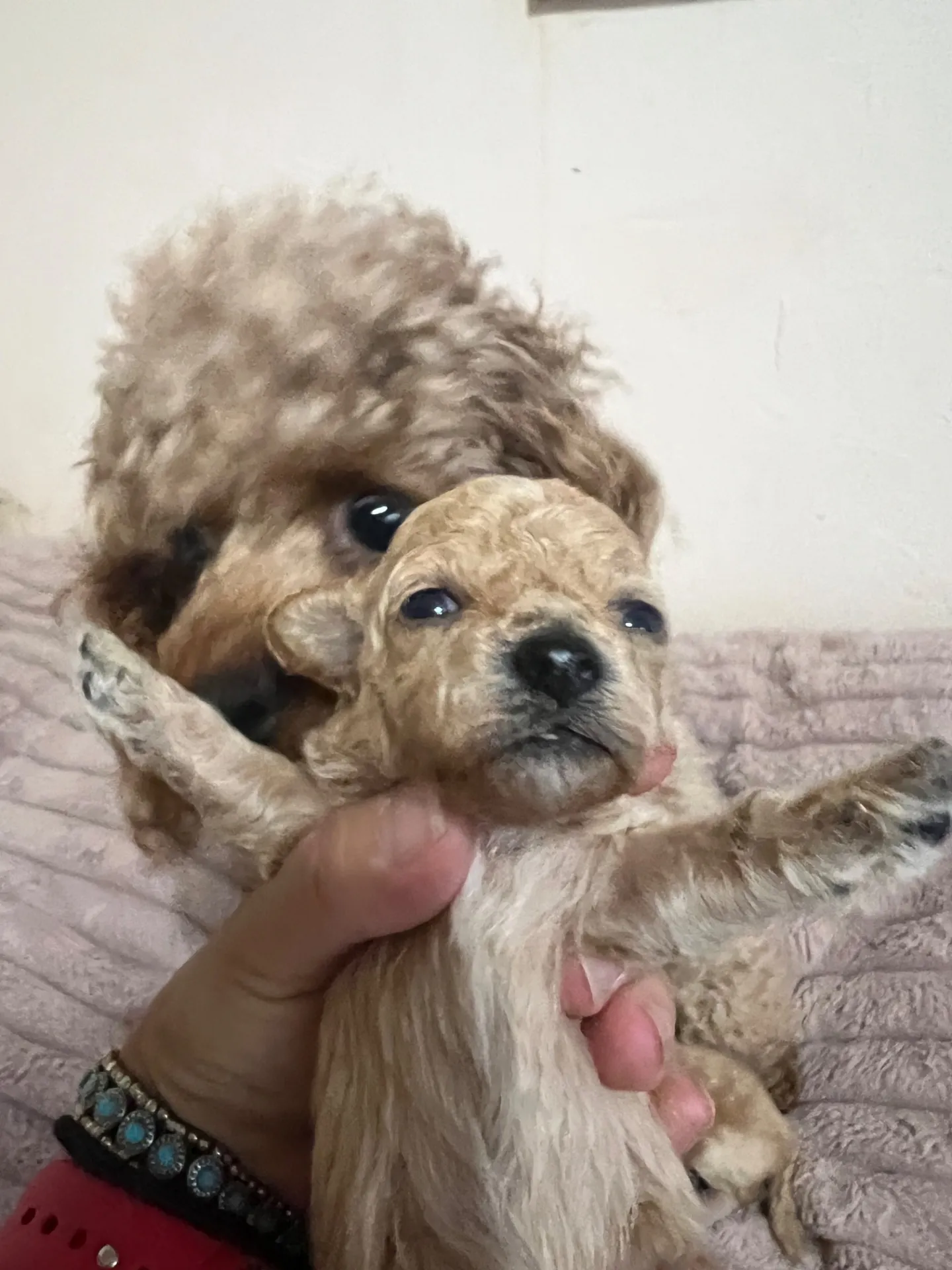 ビションプー子犬